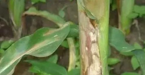 作物病害对症下药 常见病害防治速查手册
