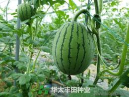 农作物种子与种苗 价格、厂家与批发全攻略