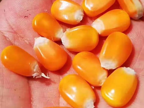 转基因作物自给自足 为何我们大量进口而非自主种植？